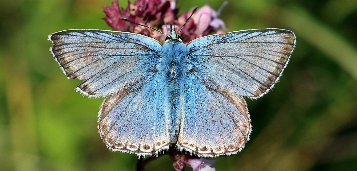 Natural History Museum found butterflies are emerging earlier