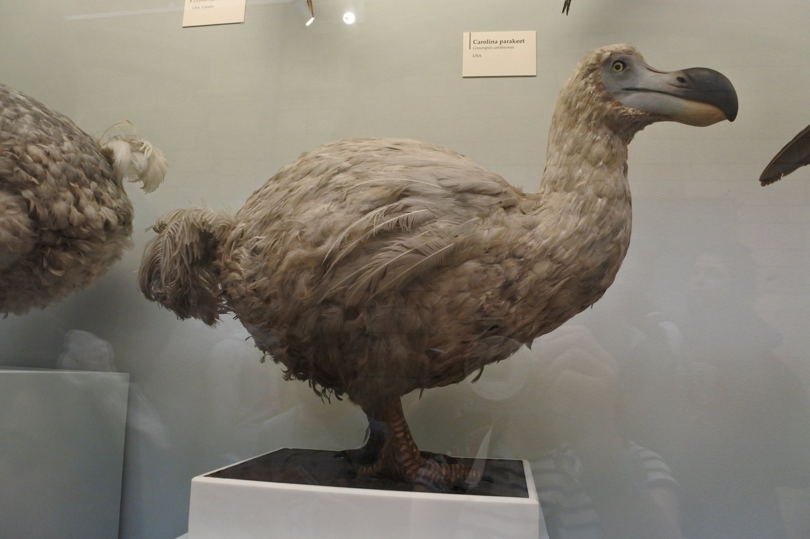Dodo, Natural History Museum