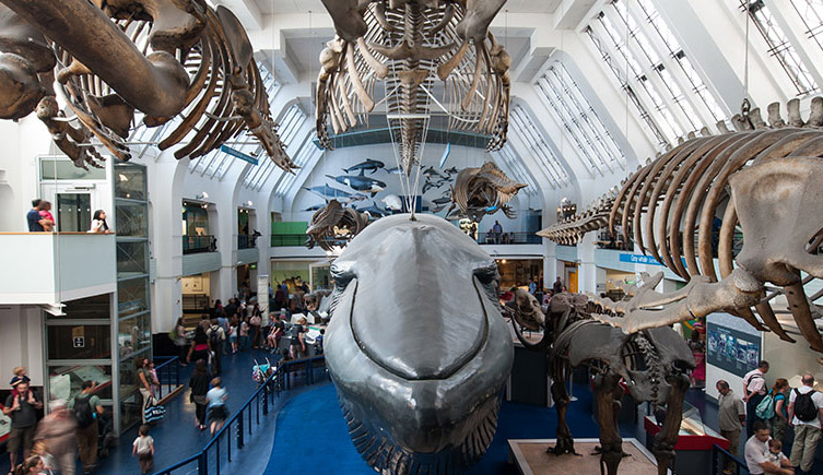 Mammals (blue whale) gallery at the Natural History Museum