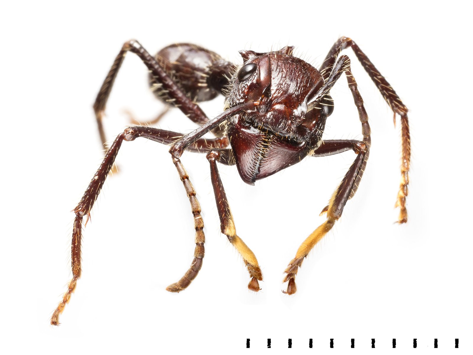 Bullet Ant, Venom, NHM
