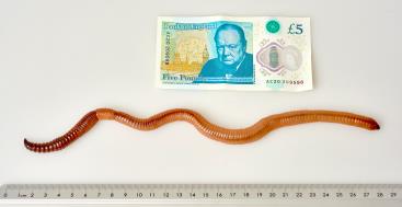 Dave the worm, Natural History Museum