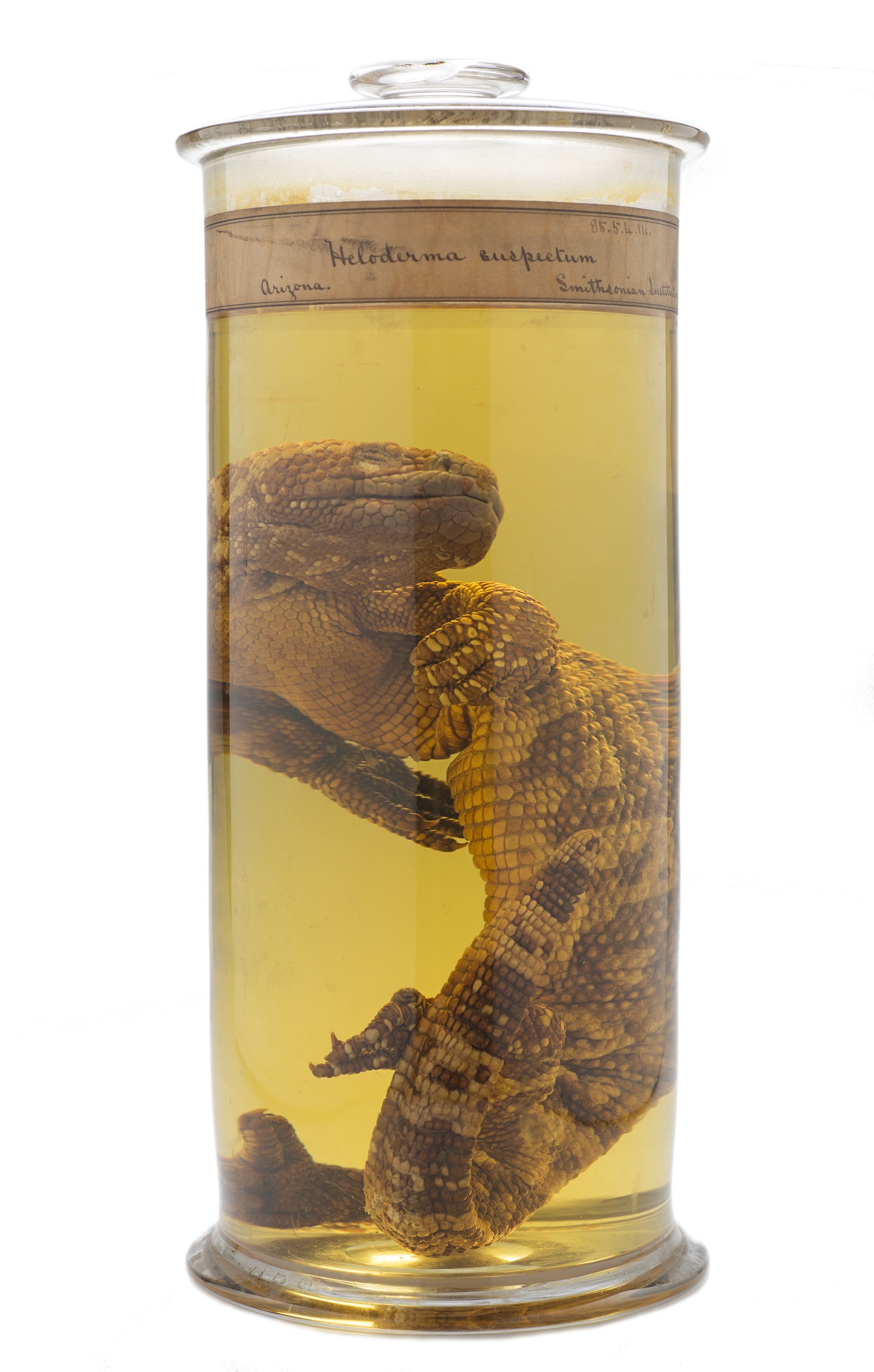 Gila Monster, Venom, NHM