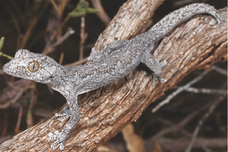 The lesser thorn-tailed gecko, Strophurus spinula, from Western Australia have amazing psychedelic eyes and can shoot goo out of their tails. ©Anders Zimmy