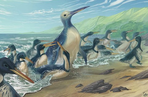 The giant penguin Kumimanu fordycei lived about 60 million years ago and weighed up to 150 kilograms. ©Simone Giovanardi