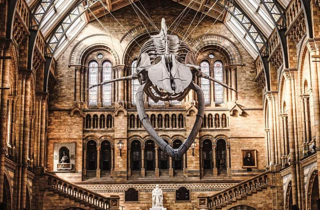 Natural History Museum Hintze Hall