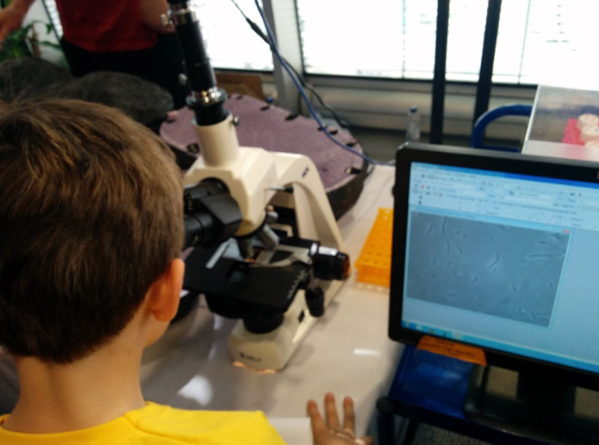 Visitors were able to see microorganisms up close in the Imperial Festival Superbugs Zone