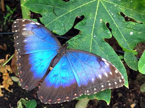 A beautiful black and blue butterfly at Sensational Butterflies