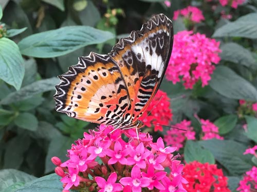 There are butterflies of all shapes and colours at the NHM's Sensational Butterflies pavilion.