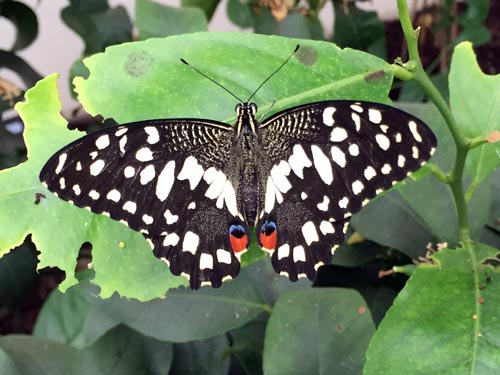 Butterflies at the Natural History Museum