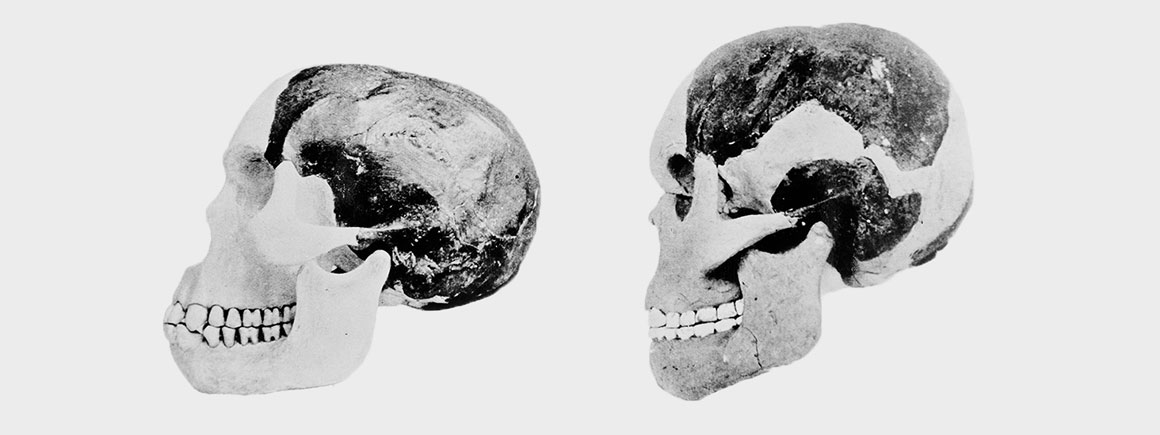 Piltdown Man, Natural History Museum