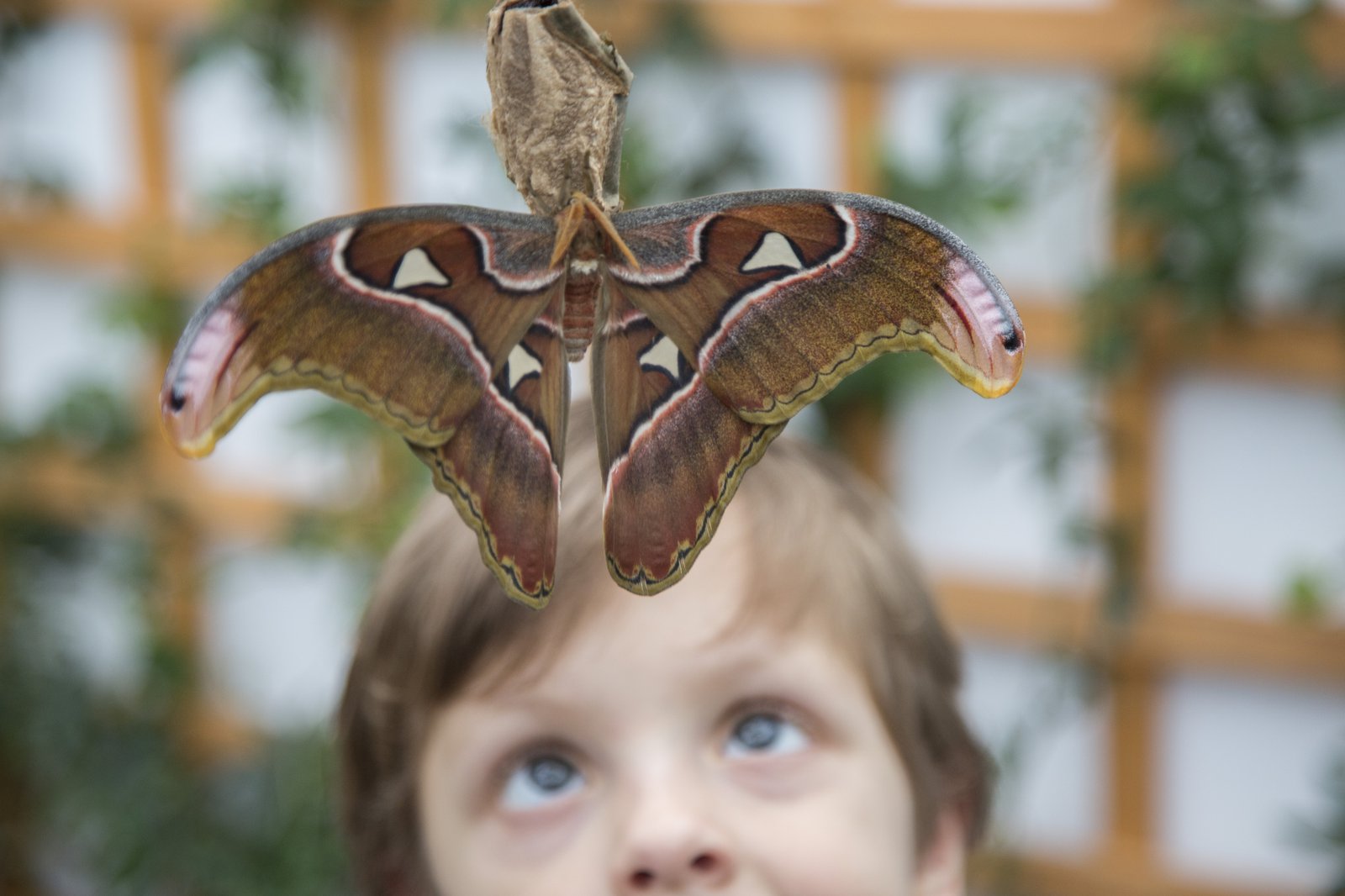 Sensational Butterflies, Natural History Museum