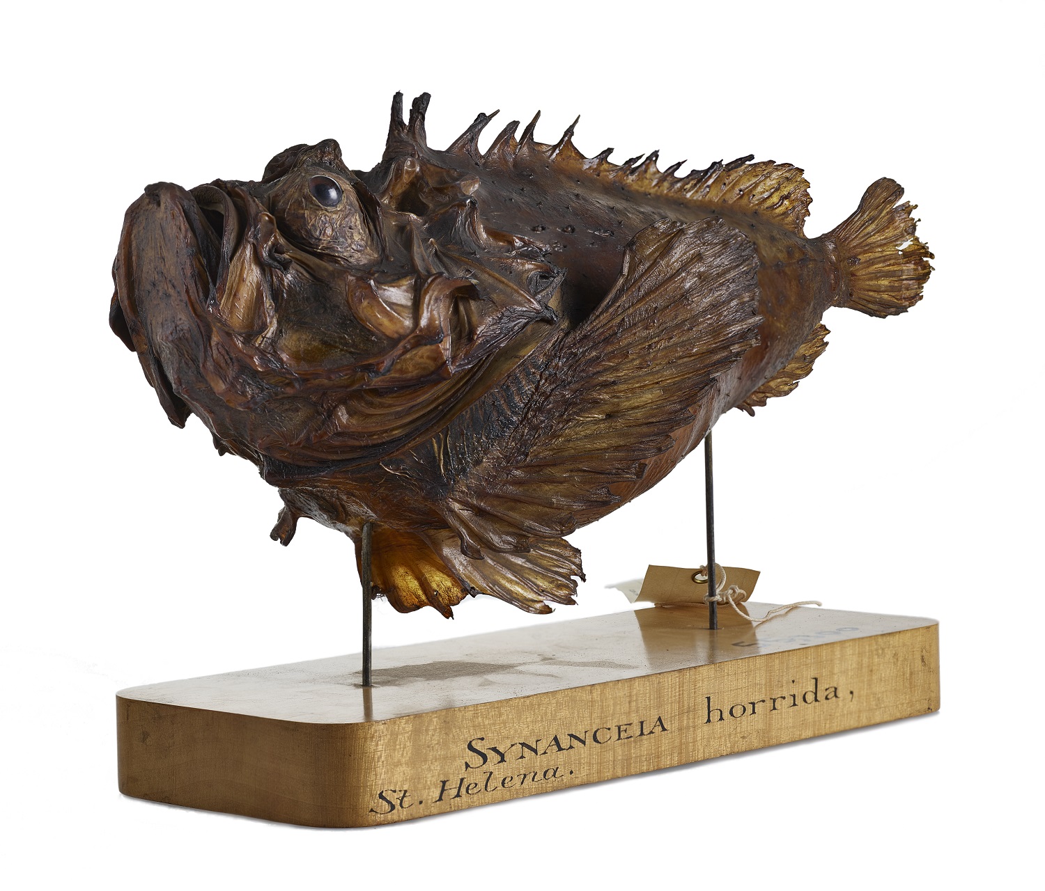 Stone Fish, Venom, NHM