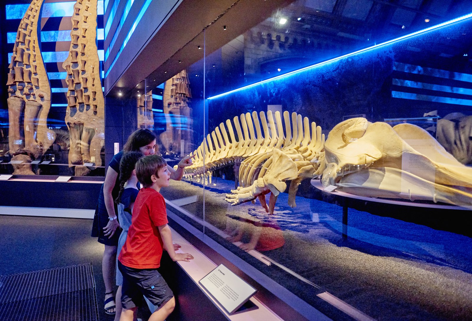 Whales: Beneath the Surface, Natural History Museum, South Kensington