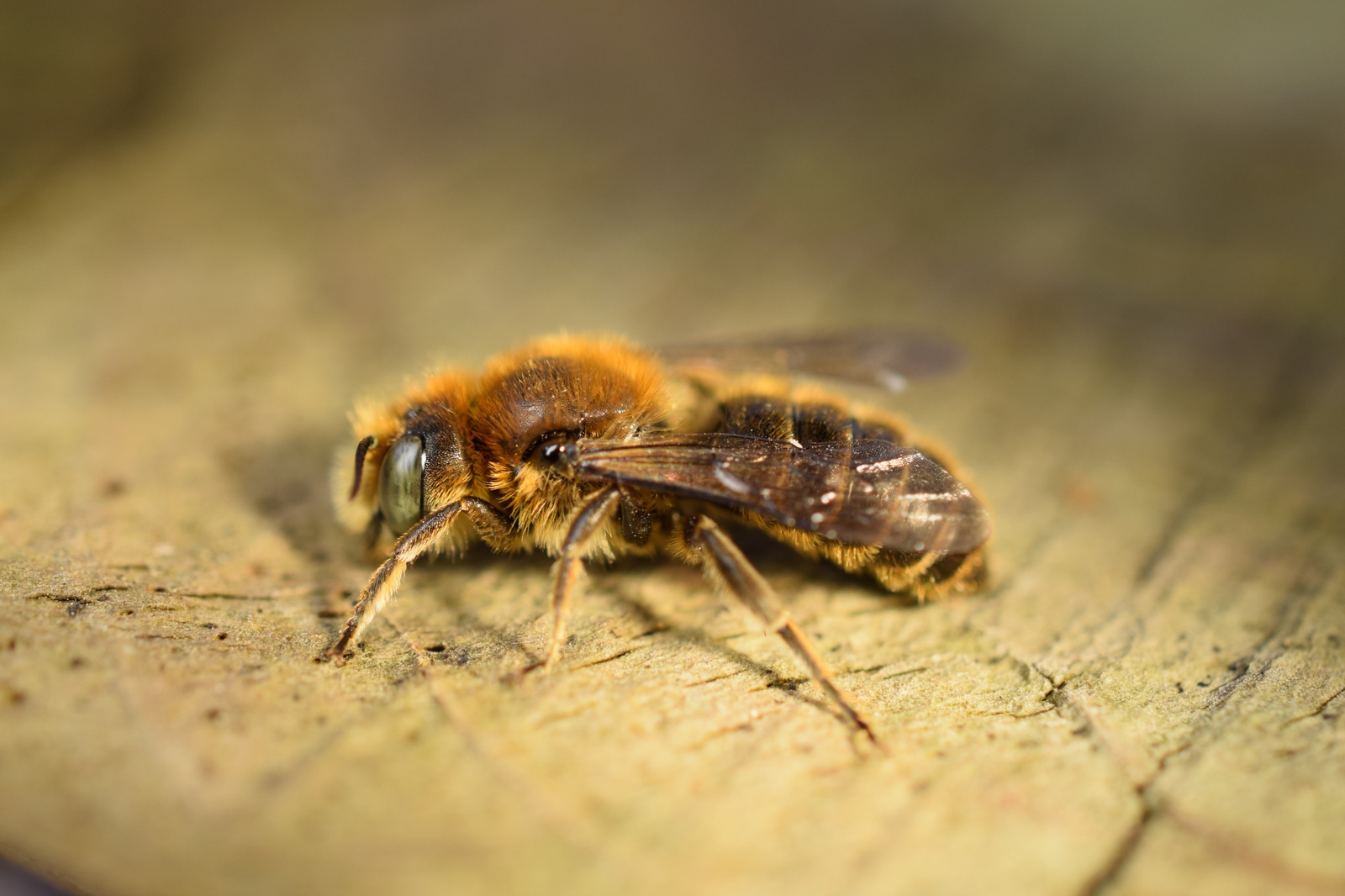 Vipers Bugloss Mason Bee