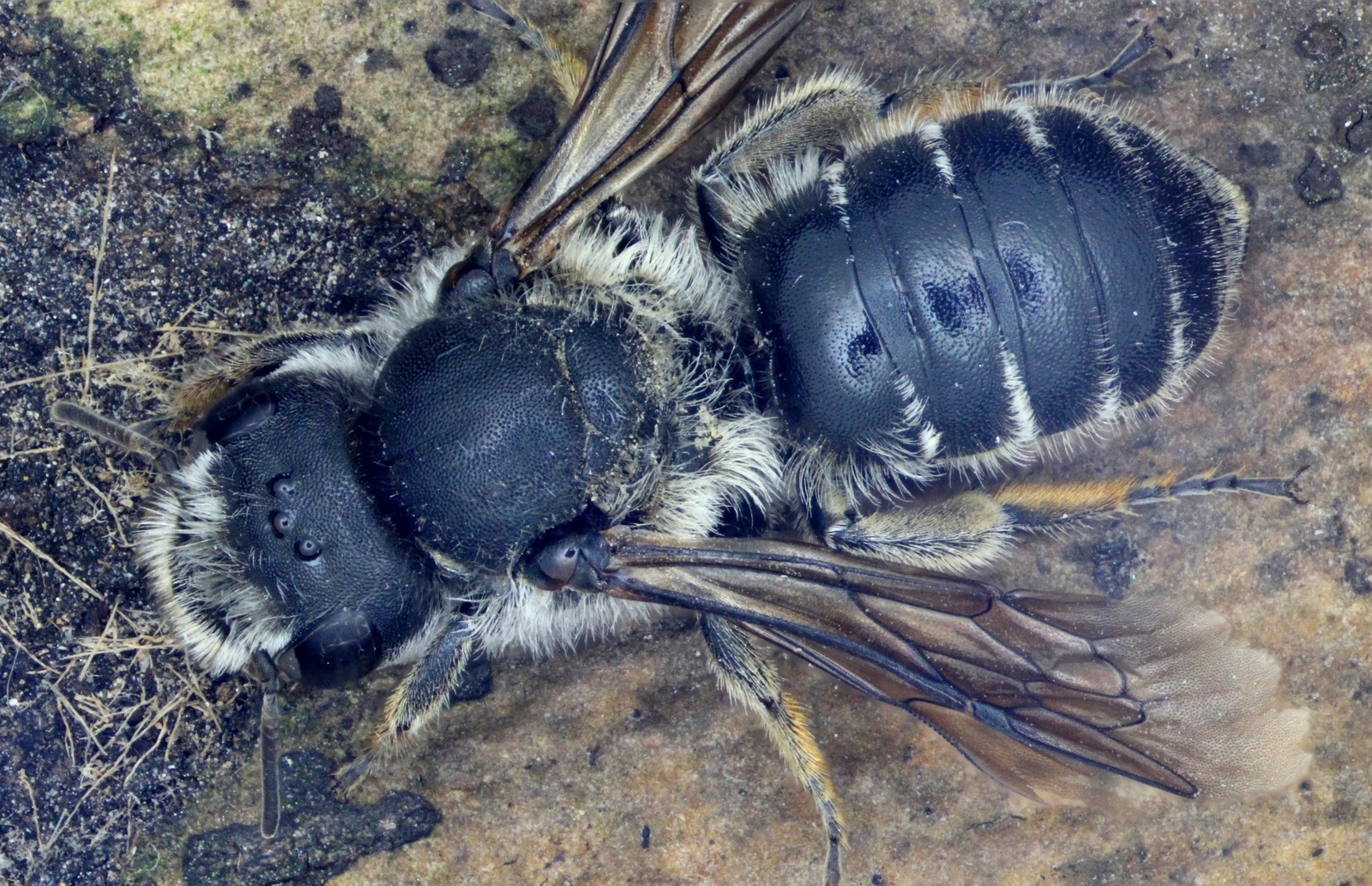 Vipers Bugloss Mason Bee - Female
