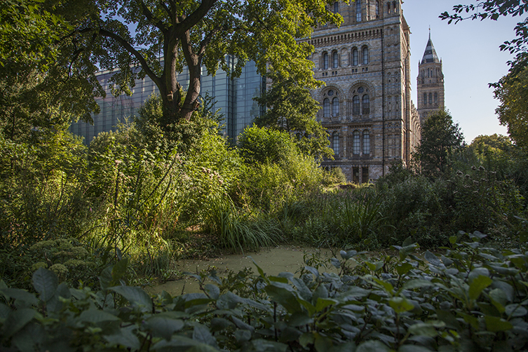 The Wildlife Garden at the NHM